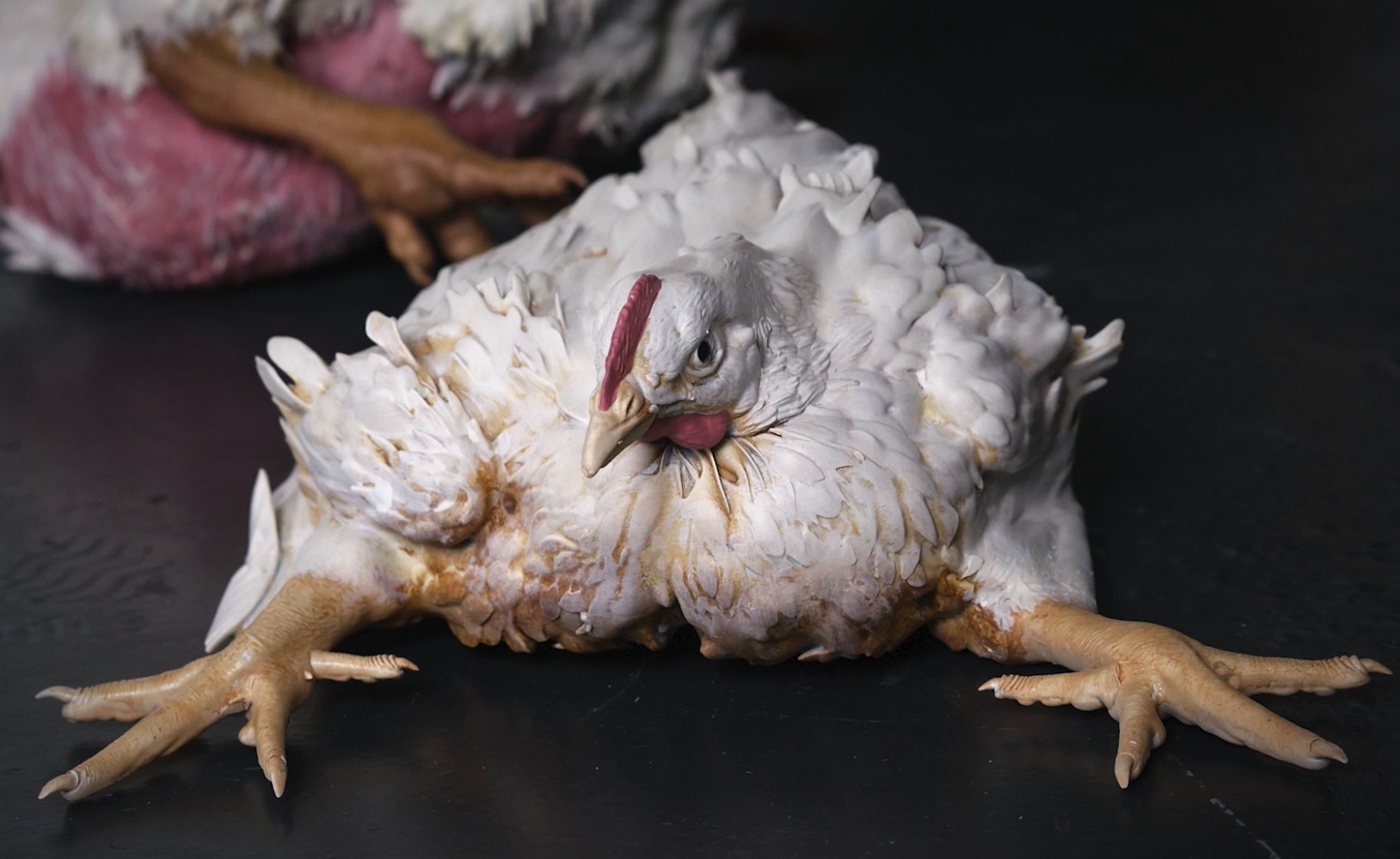 Why We Created Life-Size Broiler Chickens