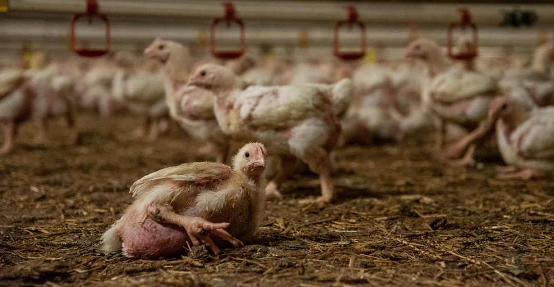 Broiler Chicken © We Animals